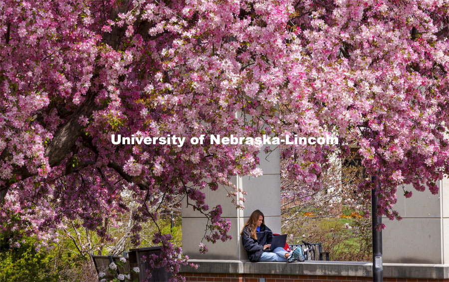 Audrey Freyhof, a junior from Hamilton, Michigan, studies amongst the flowering trees on the ledge of the Meier Commons. Spring on City Campus. April 15, 2021. Photo by Craig Chandler / University Communication.