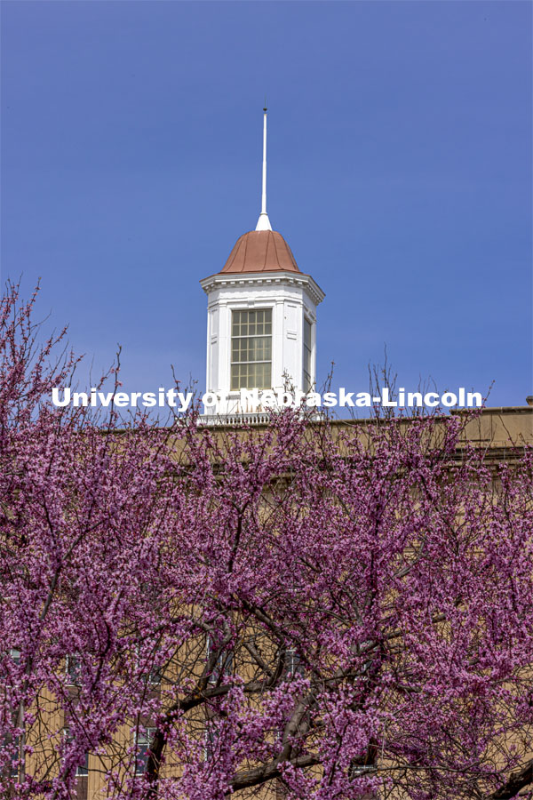 Love Library Cupola is framed by beautiful purple blooms from the spring trees on City Campus. Spring on City Campus. April 15, 2021. Photo by Craig Chandler / University Communication.