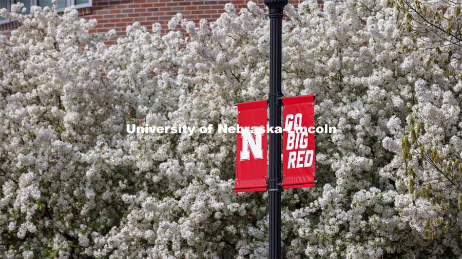 Nebraska N Banners are surrounded by white spring blossoms from a pear tree. Spring on City Campus. April 27, 2021. Photo by Craig Chandler / University Communication.  