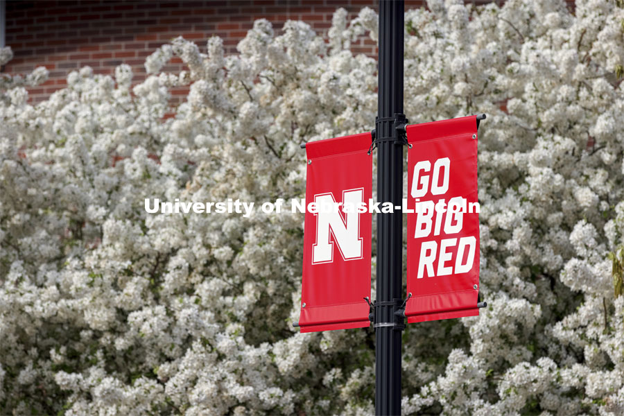 Nebraska N Banners are surrounded by white spring blossoms from a pear tree. Spring on City Campus. April 27, 2021. Photo by Craig Chandler / University Communication.  