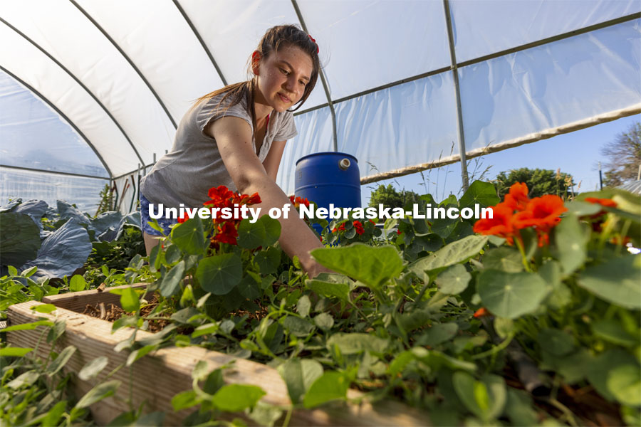 Kat Woerner weeds a bed of nasturtiums in the Student Organic Garden on East Campus. Nnasturtiums are grown as companion plants primarily, but also for their edible flowers. June 10, 2021. Photo by Craig Chandler / University Communication.