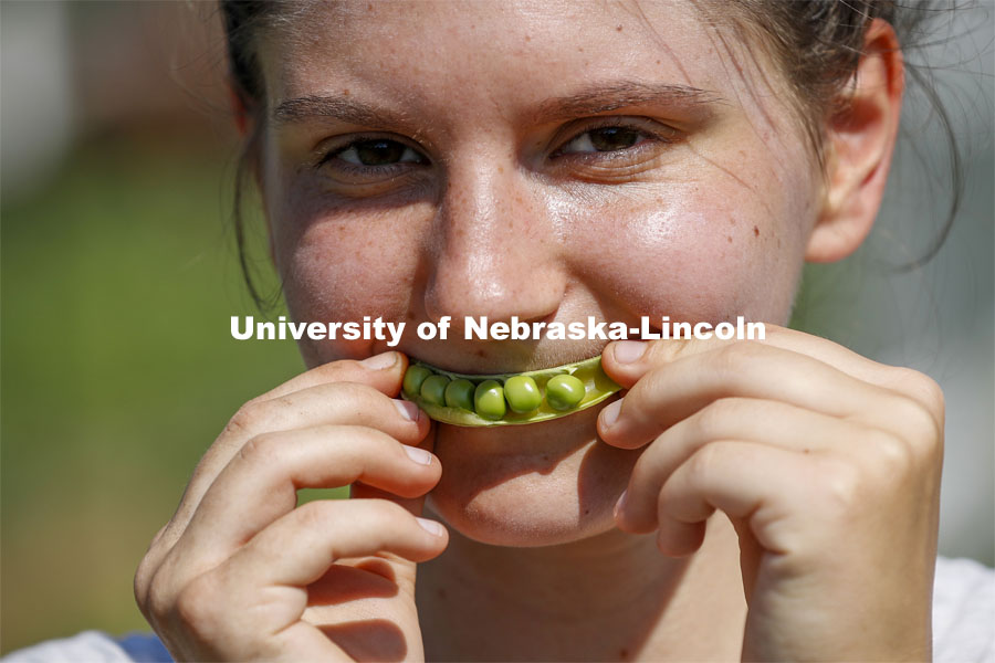 Kat Woerner flashes an organic smile in the Student Organic Garden on East Campus with a pea pod. June 10, 2021. Photo by Craig Chandler / University Communication.