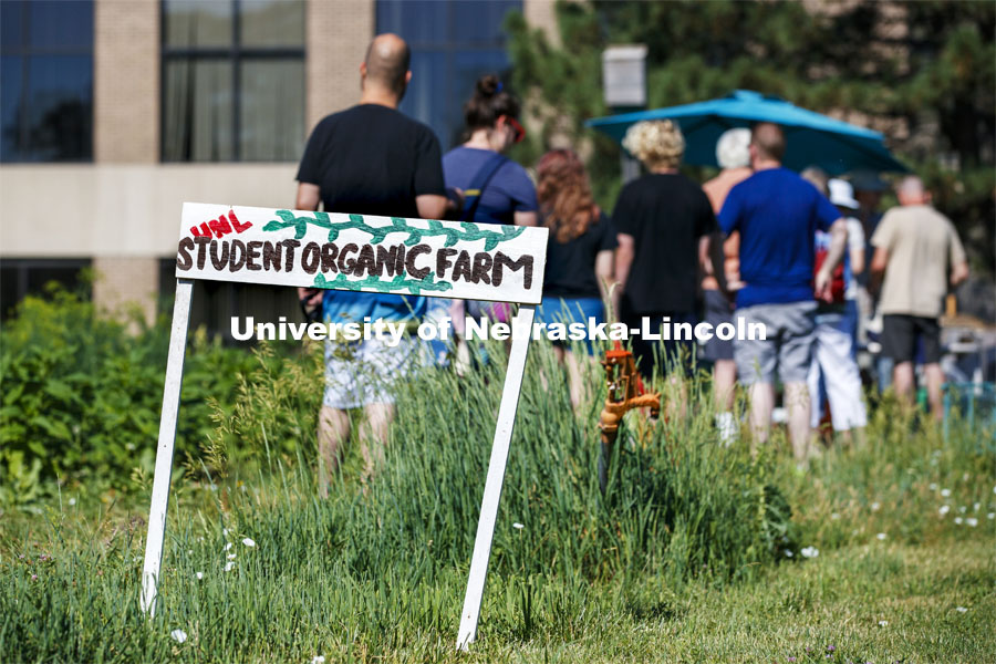 Students work in the Student Organic Garden on East Campus while CSA (Community Supported Agriculture) members pick up their produce. June 12, 2021. Photo by Craig Chandler / University Communication.