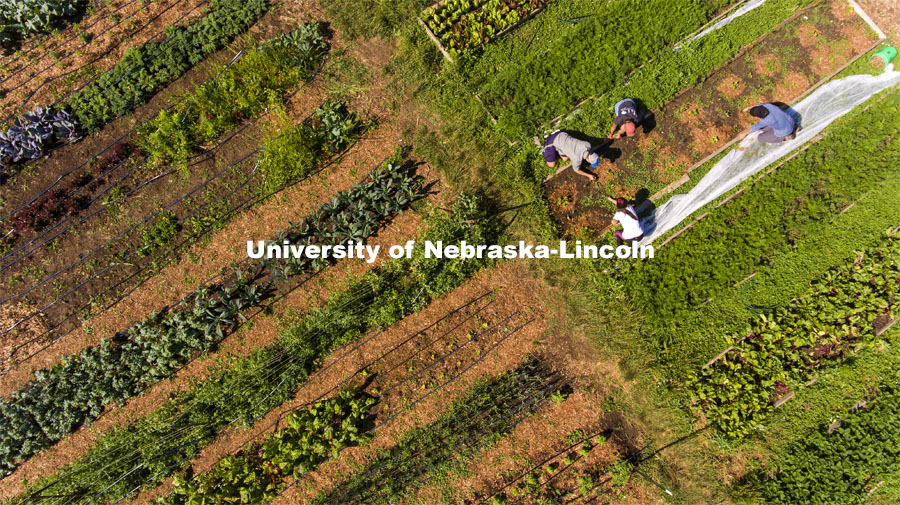 Aerial view of the UNL Student Organic Farm. Students work in the Student Organic Garden on East Campus while CSA (Community Supported Agriculture) members pick up their produce. June 12, 2021. Photo by Craig Chandler / University Communication.