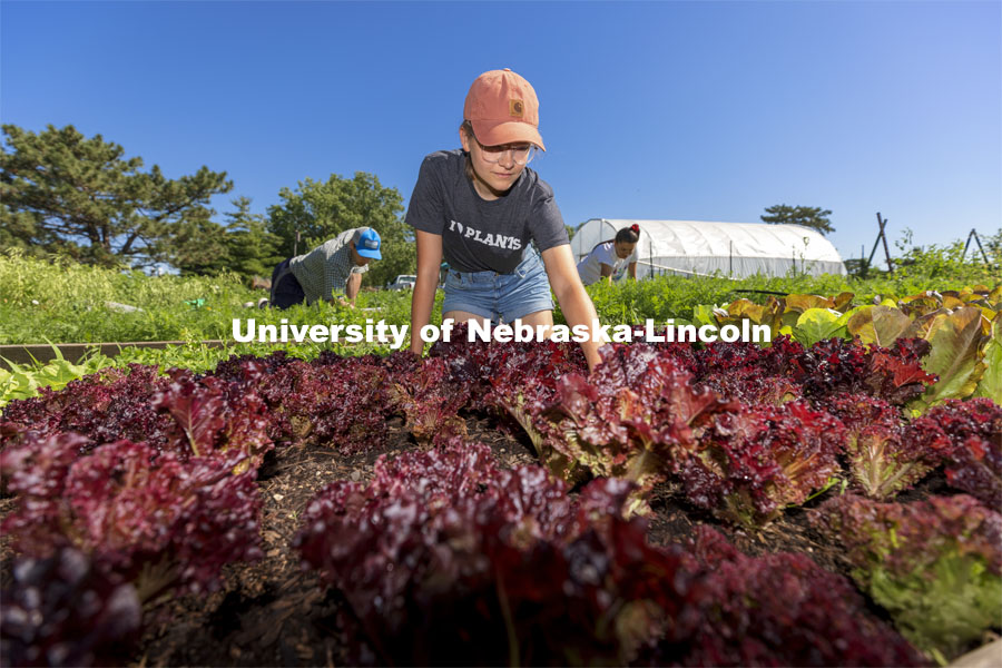 Kennadi Griffis, a sophomore in environmental science from Lincoln, weeds a row of Midnight Ruffles lettuce. Students work in the Student Organic Garden on East Campus while CSA (Community Supported Agriculture) members pick up their produce. June 12, 2021. Photo by Craig Chandler / University Communication.