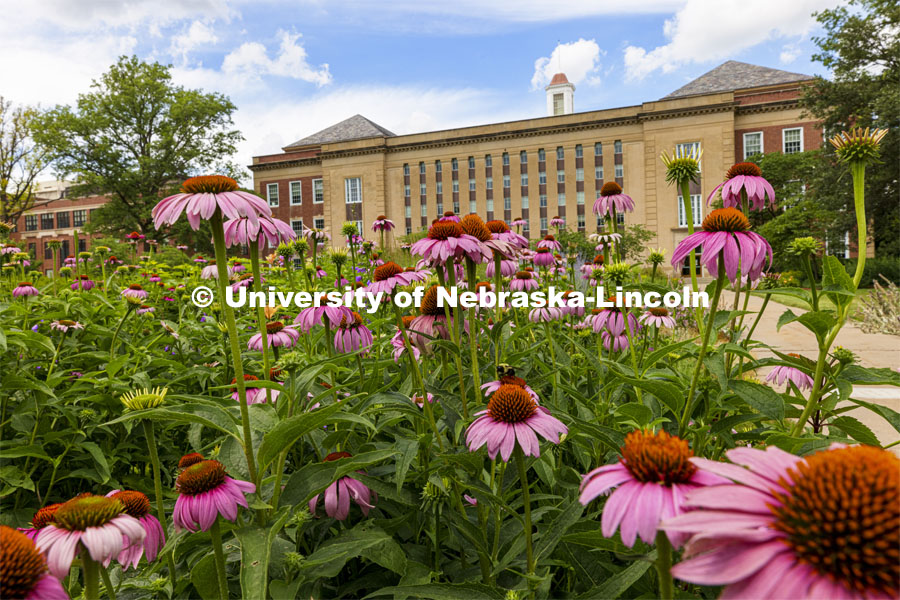 Purple cone flowers bloom in the Love gardens outside of the Love Library on City Campus. June 29, 2021. Photo by Craig Chandler / University Communication.