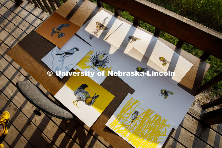 Sarah Kaizar participated in the Cedar Point artist-in-residence program to complete illustrations for a book project. Her artwork is displayed on a table at Cedar Point Biological Station near Ogallala, Nebraska. July 19, 2021. Photo by Annie Albin / University Communication.