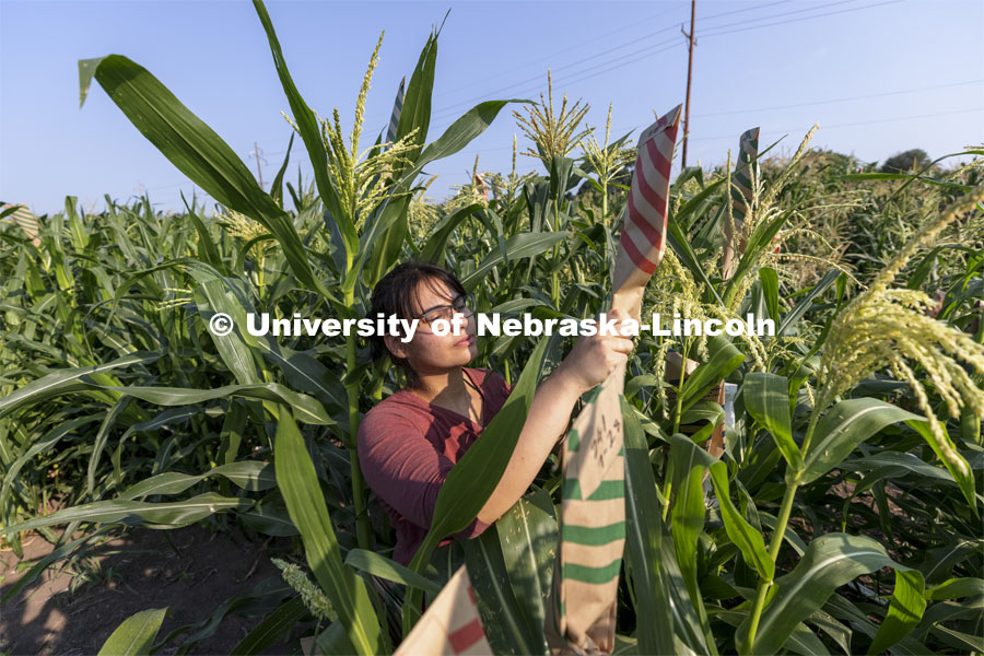 Cleopatra Babor bags corn pollen samples as part of her summer McNair Scholar research project. Professor David Holding and students field pollinate his research corn fields on East Campus. July 27, 2021. Photo by Craig Chandler / University Communication.