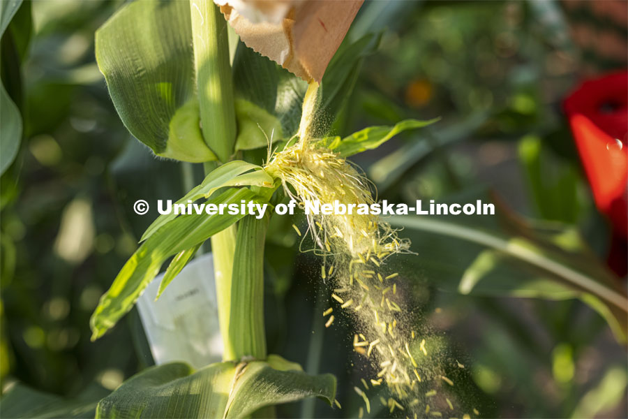 Pollen is poured over the silks of an ear of corn. Professor David Holding and students field pollinate his research corn fields on East Campus. July 27, 2021. Photo by Craig Chandler / University Communication.