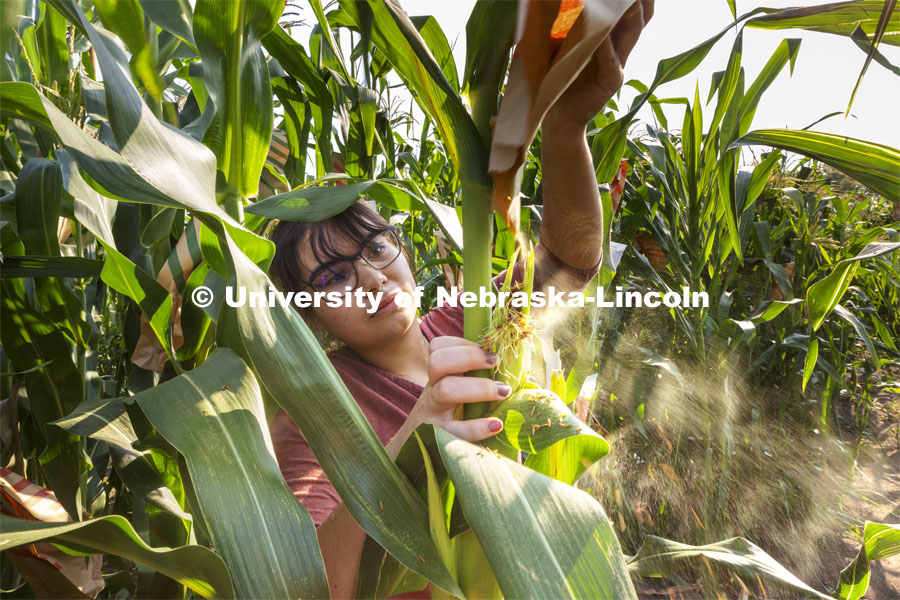 Pollen pours out as Cleopatra Babor pollinates the silks of an ear of corn as part of her summer McNair Scholar research project. Professor David Holding and students field pollinate his research corn fields on East Campus. July 27, 2021. Photo by Craig Chandler / University Communication.