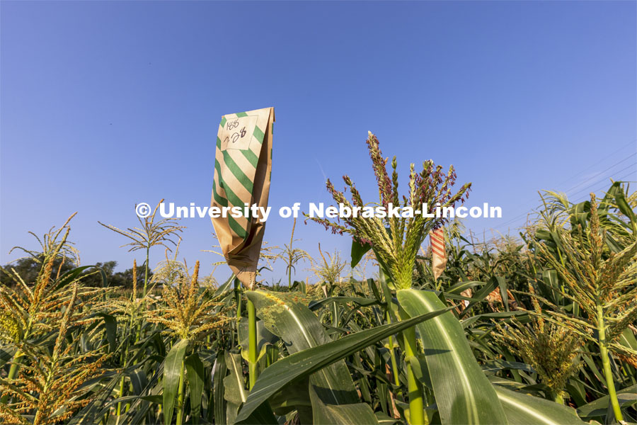 Pollen laden corn tassels get bagged in an East Campus research field. Professor David Holding and students field pollinate his research corn fields on East Campus. July 27, 2021. Photo by Craig Chandler / University Communication.