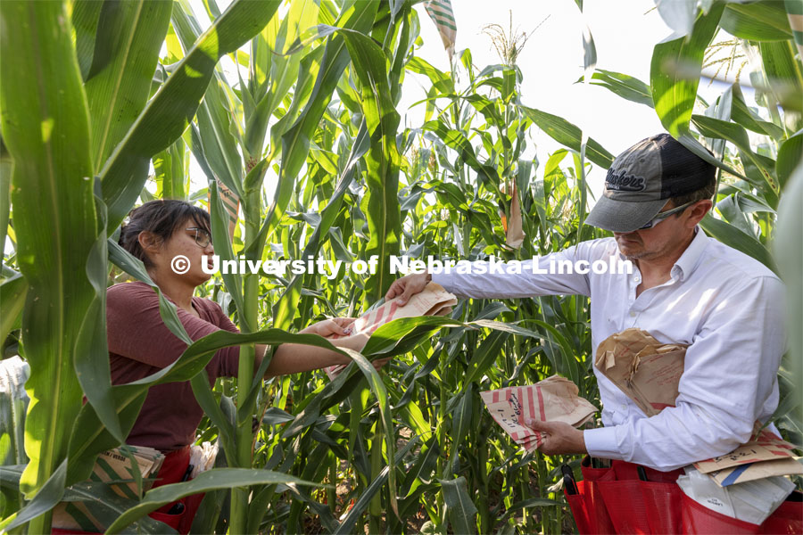 Cleopatra Babor is handed extra pollination bags by Professor David Holding. Holding and students field pollinate his research corn fields on East Campus. July 27, 2021. Photo by Craig Chandler / University Communication.