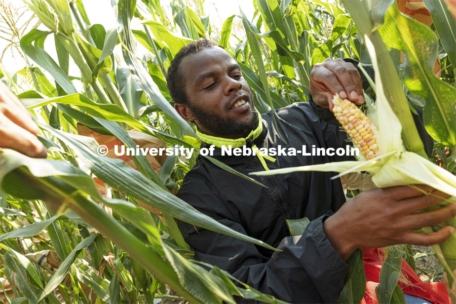 Jonathan Niyorukundo examines an ear of sweet corn that has been crossed with colored corn. The summer research is to see how the corn colors looks 20-25 days after pollination. Professor David Holding and students field pollinate his research corn fields on East Campus. July 27, 2021. Photo by Craig Chandler / University Communication.