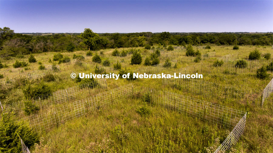 Biological/botanical study plots with invasive Red Cedar trees dot the top of the hill at Reller Prairie Field Station south of Martell, Nebraska. The plots allowed students to measure changes within the prairie. August 3, 2021. Photo by Craig Chandler / University Communication.