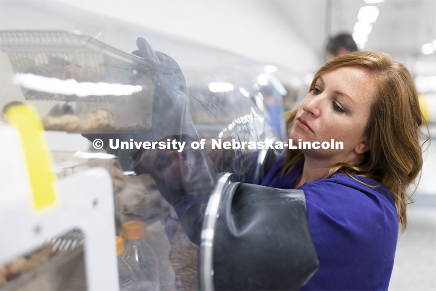 Kristin Beede, research manager with the Department of Food Science and Technology, works with mice in a mouse isolate in the Nebraska Gnotobiotic Mouse Program. August 10, 2021. Photo by Craig Chandler / University Communication.