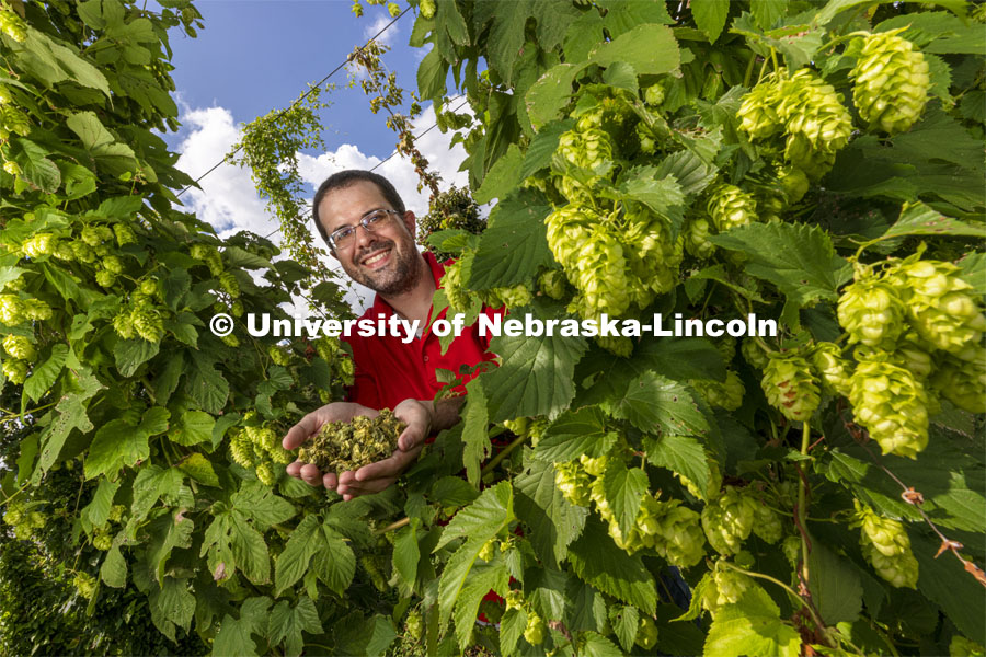 David Mabie, Assistant Professor of Practice in the Department of Biological Systems Engineering, is researching hops and trying various methods of drying to preserve them longer. He holds a handful of conventionally dried but vacuum sealed hops amongst the hops growing in the Backyard Farmer Garden on East Campus. August 19, 2021. Photo by Craig Chandler / University Communication.