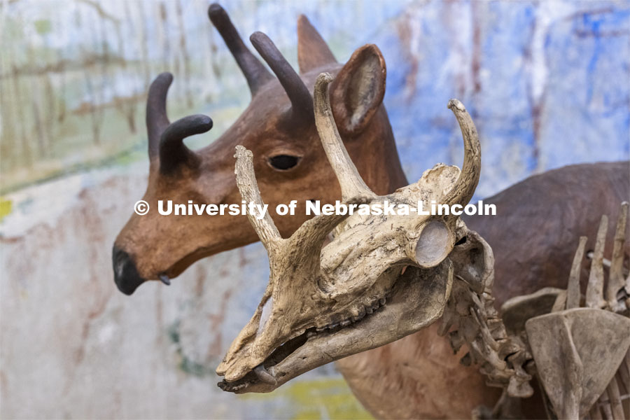 The syndyoceras — or “little antelope,” as some among the museum’s staff refer to it — displayed in one of the museum’s glass display cases, is an ancient species of antelope. Four-horned antelope. State Museum exhibits in Morrill Hall. September 2, 2021. Photo by Craig Chandler / University Communication.