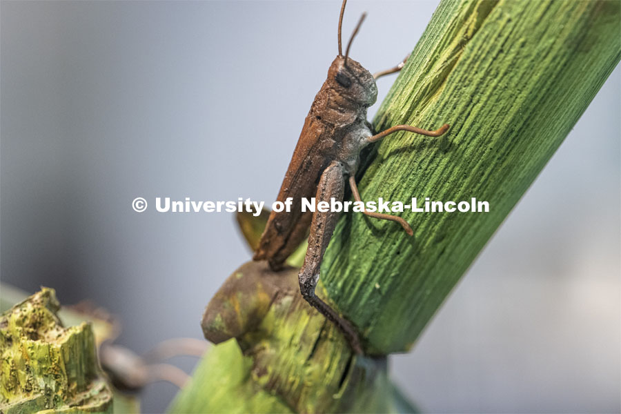 Rocky Mountain adult locust on a cornstalk. State Museum exhibits in Morrill Hall. September 2, 2021. Photo by Craig Chandler / University Communication.