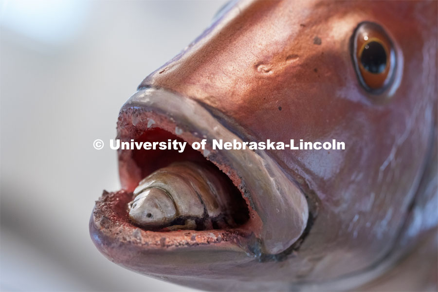 A tongue louse inside a fish. State Museum exhibits in Morrill Hall. September 2, 2021. Photo by Craig Chandler / University Communication.