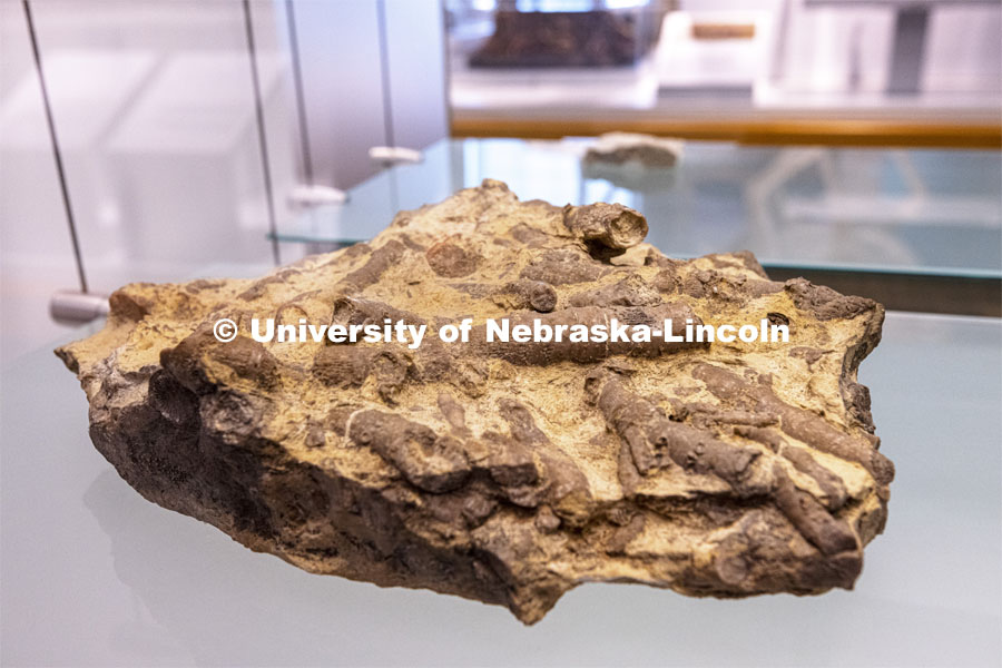 Rugose Coral block from Cass County, Nebraska. State Museum exhibits in Morrill Hall. September 2, 2021. Photo by Craig Chandler / University Communication.