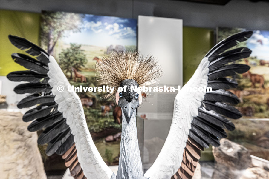 State Museum exhibits in Morrill Hall. September 2, 2021. Photo by Craig Chandler / University Communication.