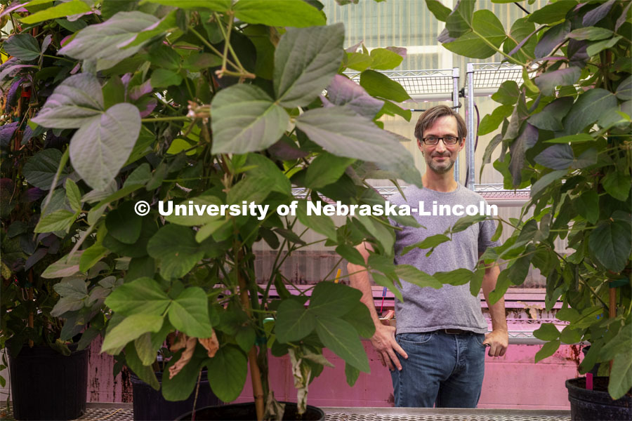 Marc Libault, Associate Professor of Agronomy and Horticulture, is researching soybeans with the hope to adapt plants such as corn to be less dependent on applied nitrogen. September 24, 2021. Photo by Craig Chandler / University Communication.