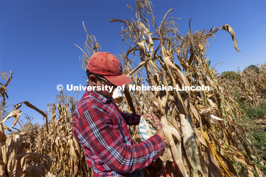 David Holding, Associate Professor of Agronomy and Horticulture, and his team is harvest popcorn trials at their East Campus field. October 4, 2021. Photo by Craig Chandler / University Communication.
