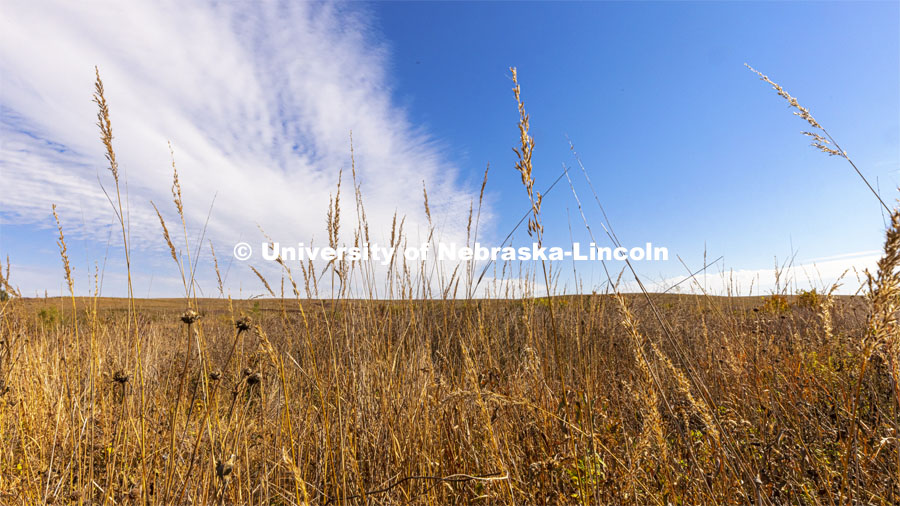 Fall prairie grasses at the Spring Creek Prairie Audubon Center near Denton, NE. October 22, 2021. Photo by Craig Chandler / University Communication.