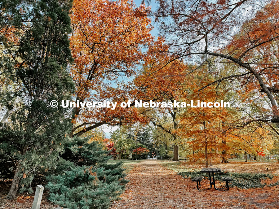 Fall on East Campus. November 6, 2021. Photo by Katie Black / University Communication.