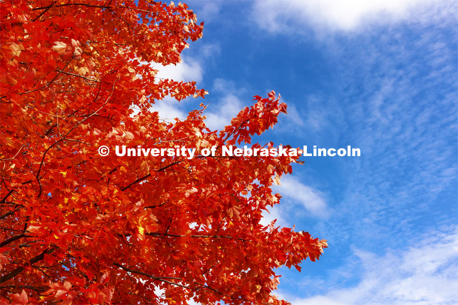 Orange fall leaves compliment the blue sky. Fall on city campus. November 8, 2021. Photo by Craig Chandler / University Communication.