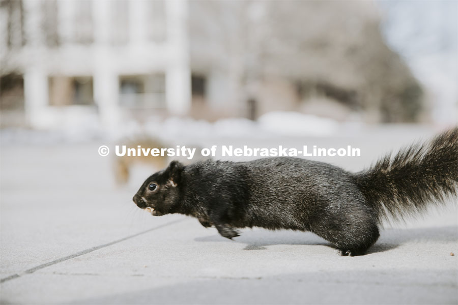 Husker squirrels on city campus outside Pound Hall. January 7, 2022 Photo by Craig Chandler / University Communication. 