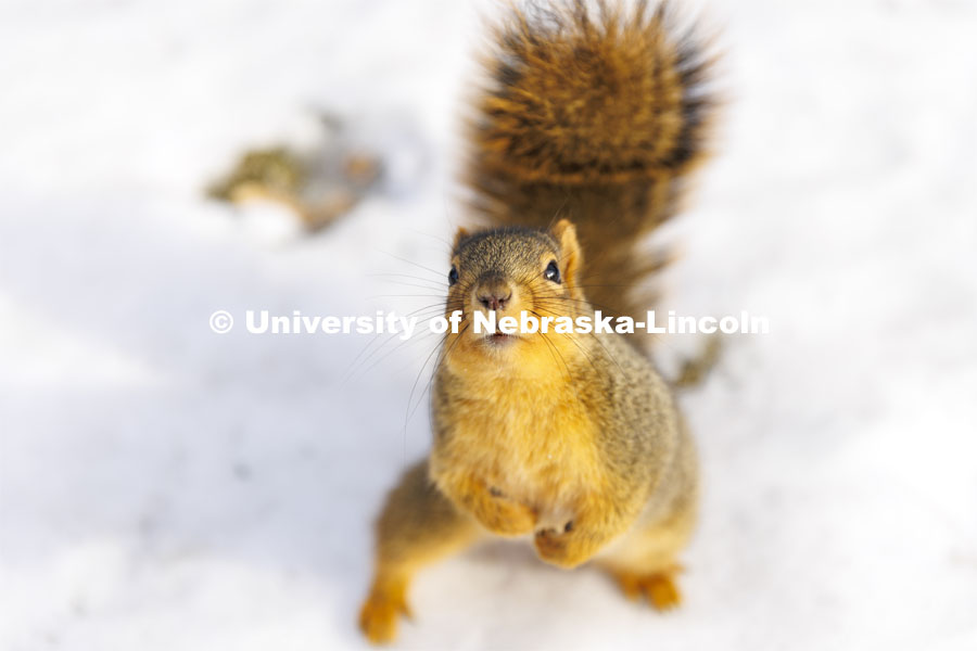 Husker squirrels on city campus outside Pound Hall. January 7, 2022 Photo by Craig Chandler / University Communication. 
