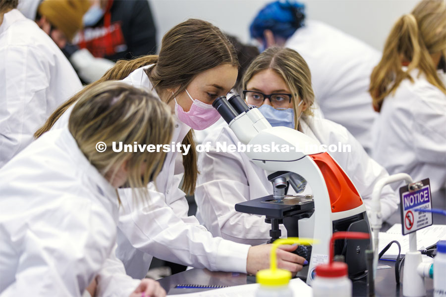 Huskers completing a microbiology and human health (BIOS 111) lab in Beadle Hall use microscopes to view slides they prepared as part of an assignment. January 24, 2022. Photo by Craig Chandler / University Communication.