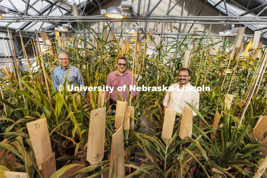 Scott Sattler, Tomas Helikar and Joe Louis are researching sorghum genetics to develop plants that can fend off sugar cane aphids which are attacking sorghum crops in the south and as far north as Kansas. February 8, 2022. Photo by Craig Chandler / University Communication.