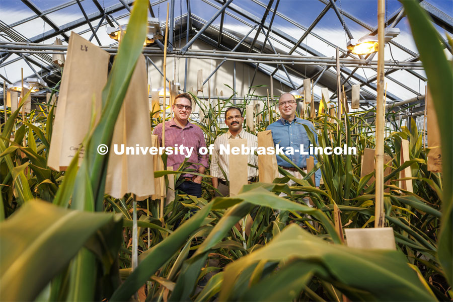 Tomas Helikar, Joe Louis and Scott Sattler are researching sorghum genetics to develop plants that can fend off sugar cane aphids which are attacking sorghum crops in the south and as far north as Kansas. February 8, 2022. Photo by Craig Chandler / University Communication.