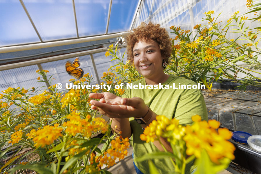 A Monarch butterfly flies out of Miyauna Incarnato’s hand in an East Campus greenhouse full of tropical milkweed. Incarnato is a graduate student in Entomology studying Monarch butterflies. March 8, 2022. Photo by Craig Chandler / University Communication.