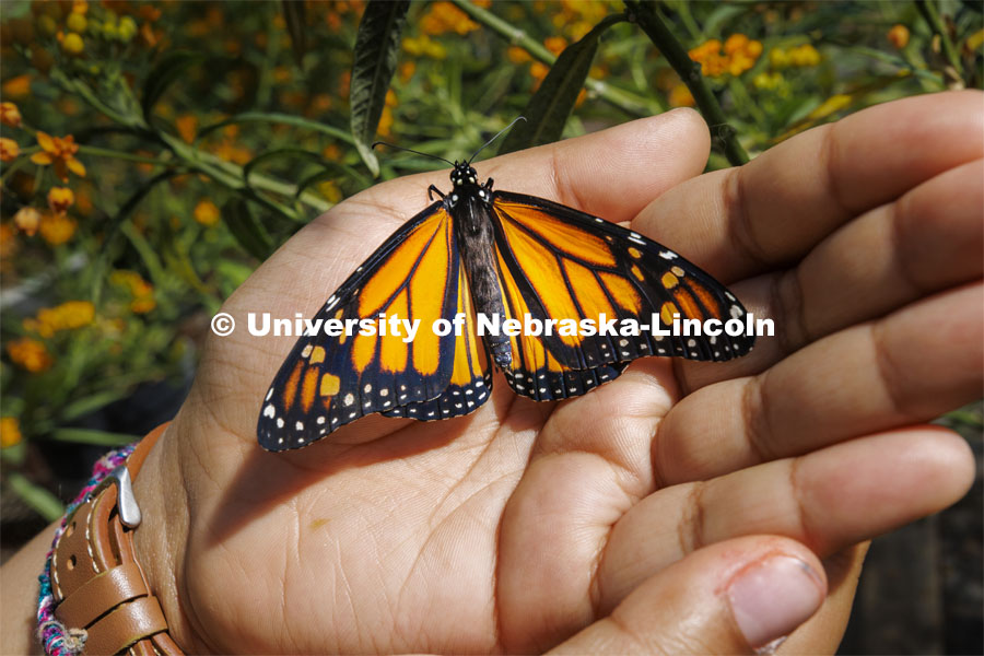 A Monarch butterfly rests on Miyauna Incarnato’s hand. Incarnato is a graduate student in Entomology studying Monarch butterflies. March 8, 2022. Photo by Craig Chandler / University Communication.
