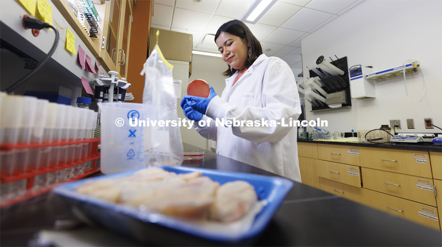 Carmen Cano Roca, Research Assistant and Ph.D. student in Food Science, prepares a plate in her Food Innovation Center lab. She’s from Guatemala and did her master's program at UNL and plans to stay in the Midwest after graduation. She's primarily done lab work, studying salmonella in chickens. March 14, 2022. Photo by Craig Chandler / University Communication.