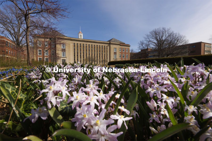 Flowers in bloom outside Love Library South. April 11, 2022. Photo by Craig Chandler / University Communication.