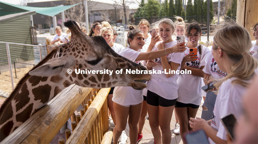 Alpha Chi Omega spend time with one of the giraffes at the Lincoln Children’s Zoo while working there. The Big Event is organized annually by the Association of Students of the University of Nebraska (ASUN). Since 2006, more than 37,500 students at the University of Nebraska–Lincoln have completed 1,687,500 volunteer hours during The Big Event. April 23, 2022. Photo by Dillon Galloway / University Communication.