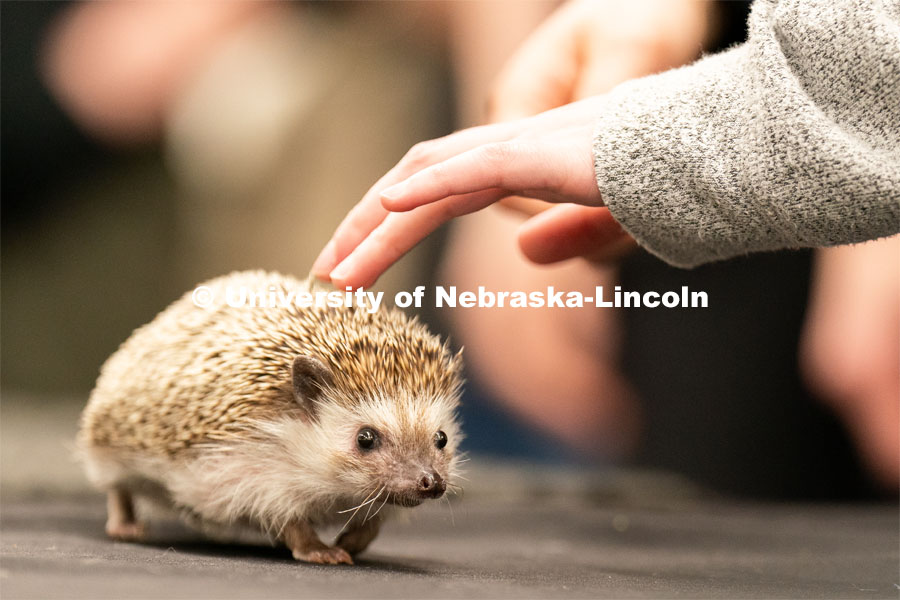 Students pet animals during the End of Year Bash inside the East Campus Union on Saturday, April 30, 2022, in Lincoln, Nebraska.  Photo by Jordan Opp for University Communication