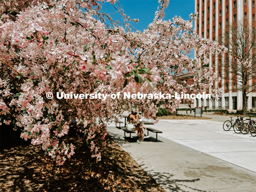 Spring on city campus. Photo by Taylor DeMaro / University Communication.