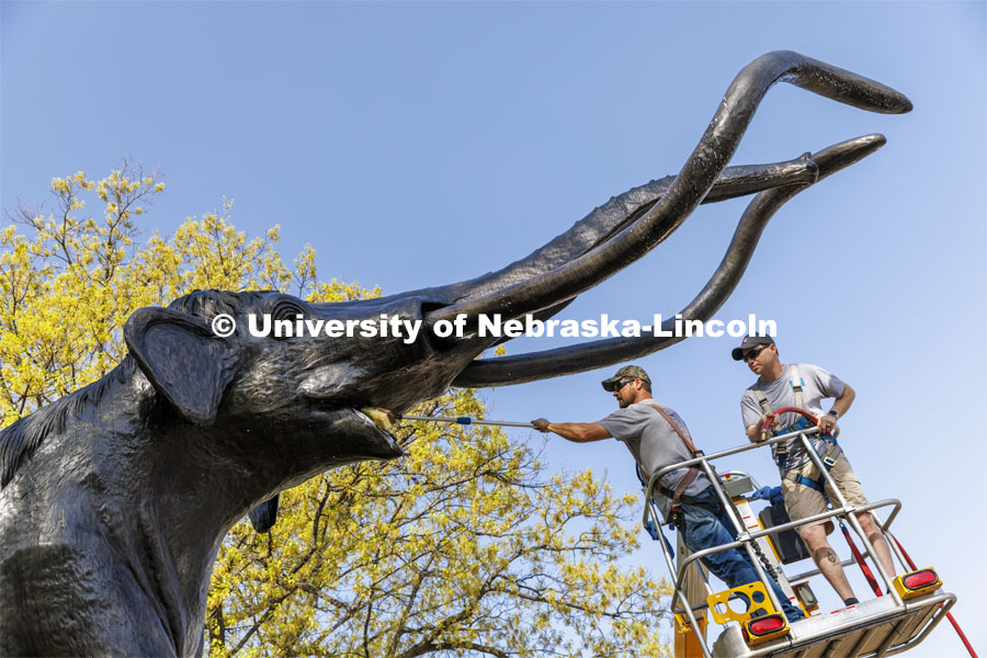 Archie the mammoth sculpture has his teeth brushed by JR Elkins of G&M Window Service. Elkins and Preston Painter are giving Archie his yearly bath and wax and Archie’s mask is now off for the first time since July of 2020. May 9, 2022. Photo by Craig Chandler / University Communication.