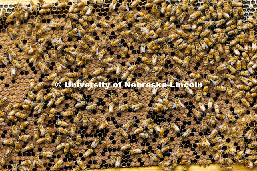 Bees on honeycomb. Rogan Tokach, a graduate student in entomology from Abilene, KS, studies bees and works with the UNL Bee Lab. May 31, 2022. Photo by Craig Chandler / University Communication.