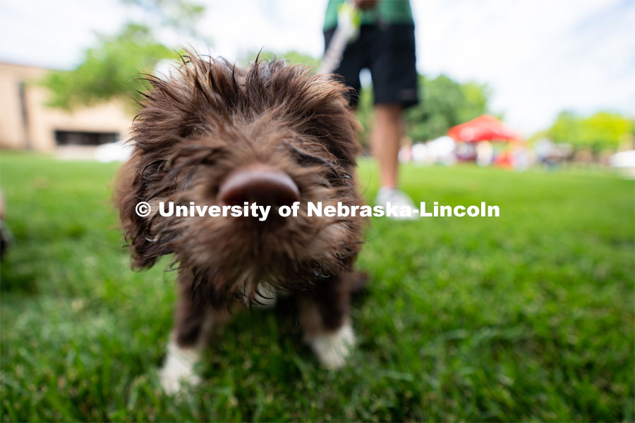 Arlo the dog is photographed during Discovery Days. The East Campus Discovery Days and Farmer’s Market at UNL is a fun, family-friendly event for all ages. It’s more than a farmer’s market. It’s more than a science day. Come for the hands-on, science-focused fun. Stay to enjoy live music and food trucks. Shop at our farmer’s market and vendor fair. June 11, 2022. Photo by Jordan Opp / University Communication.