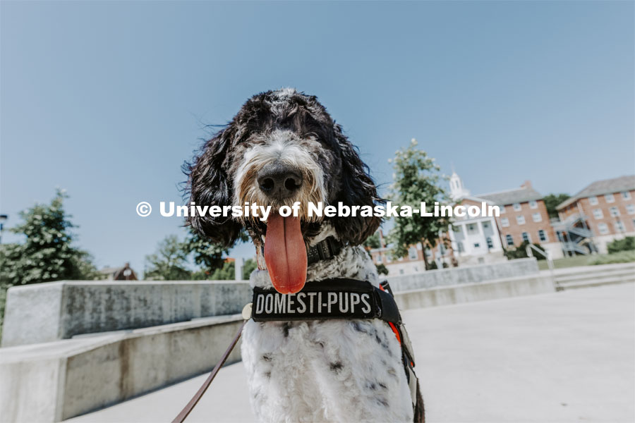 Hershey is a 1 1/2 year old labradoodle being trained as a therapy dog. He will be part of the UNL Police Department this fall. June 17, 2022. Photo by Craig Chandler / University Communication.