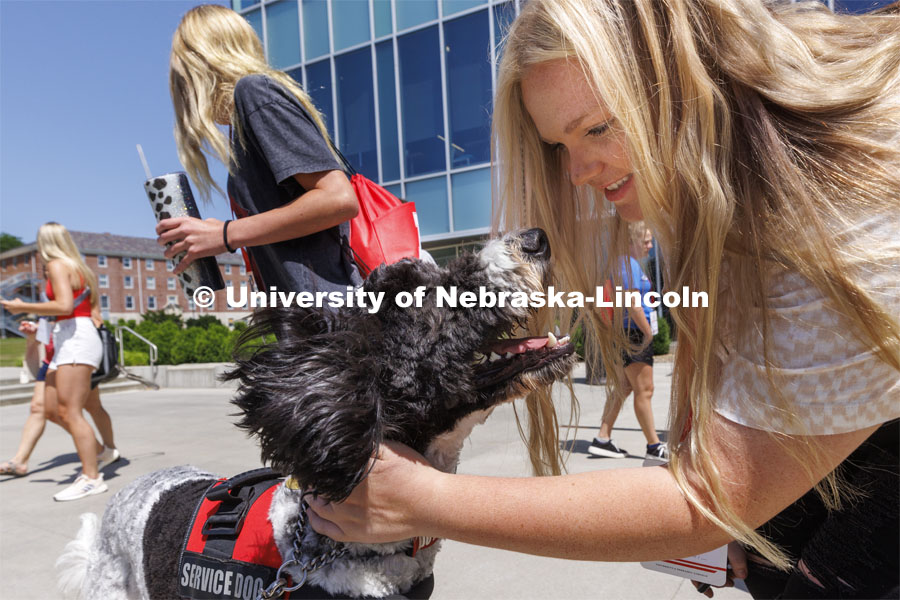 Hershey receives an extra scratch from NSE student DeLynn Day outside the Cather Dining Center. Hershey is a 1 1/2 year old labradoodle being trained as a therapy dog. He will be part of the UNL Police Department this fall. June 17, 2022. Photo by Craig Chandler / University Communication.
