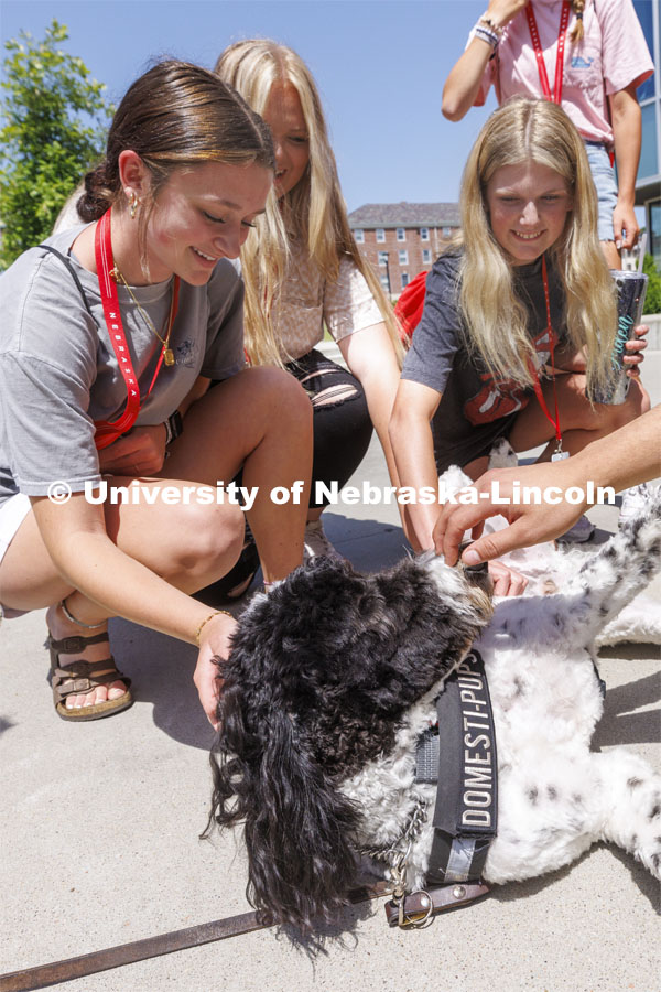 Hershey gets some attention from students outside of Cather Dining Center. Hershey is a 1 1/2 year old labradoodle being trained as a therapy dog. He will be part of the UNL Police Department this fall. June 17, 2022. Photo by Craig Chandler / University Communication.