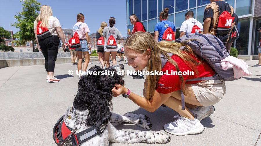 NSE Leader Gabrielle Modica, a New Student Enrollment leader, pauses to give Hershey a bit of attention outside the Cather Dining Center on June 17. Hershey is an 18-month old labradoodle being trained as a therapy dog for the University Police Department. He will be part of the UNL Police Department this fall. June 17, 2022. Photo by Craig Chandler / University Communication.