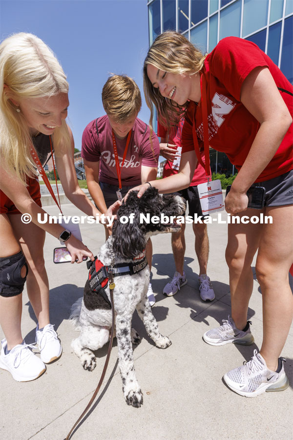 Hershey receives plenty of attention from NSE students outside the Cather Dining Center. Hershey is a 1 1/2 year old labradoodle being trained as a therapy dog. He will be part of the UNL Police Department this fall. June 17, 2022. Photo by Craig Chandler / University Communication.